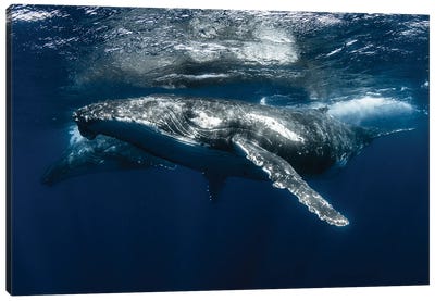 Timeless Canvas Art Print - Humpback Whale Art