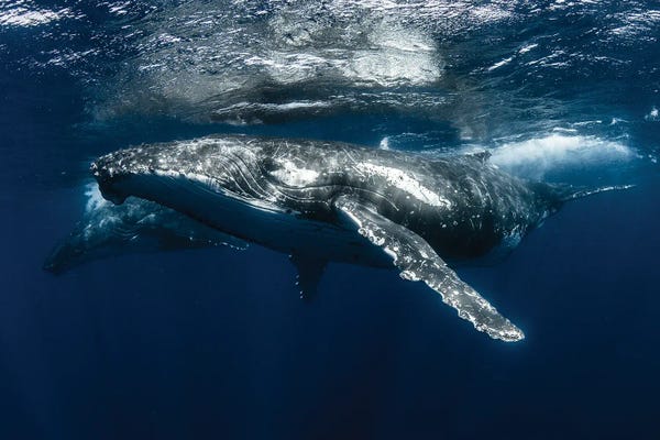 Humpback Whales: Timeless by Shane Myers
