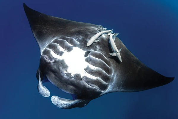 Rays: Tummy Tickle by Shane Myers