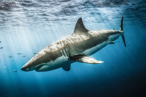 Sharks: Slick by Shane Myers