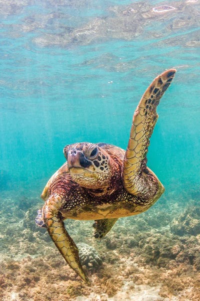 Turtles: Teacher's Pet by Shane Myers