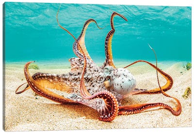 X Canvas Art Print - Octopus Art
