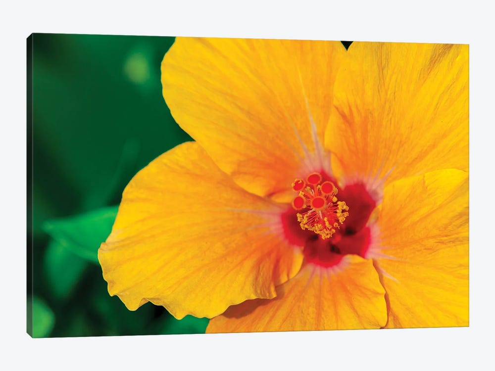 Yellow Hibiscus by Shane Myers 1-piece Canvas Wall Art