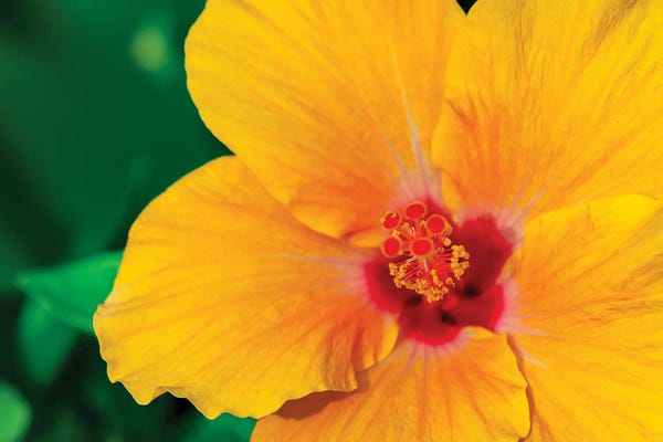 Hibiscuses: Yellow Hibiscus by Shane Myers