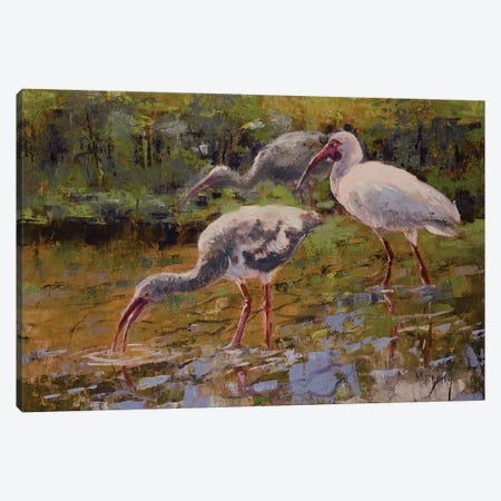 Ibis Canvas Print #MYY15} by Mary Hubley Canvas Artwork