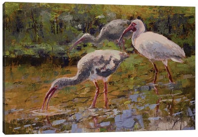 Ibis Canvas Art Print - Mary Hubley