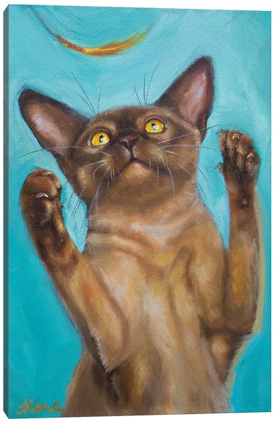 Playful Canvas Art Print - Abyssinian Cat Art