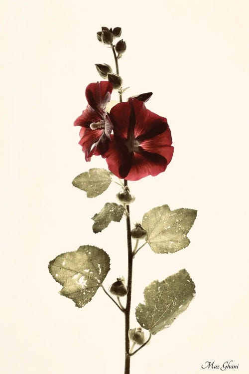 Alcea