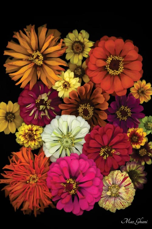 Zinnia