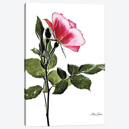 Rosey Canvas Print #MZG21} by Maz Ghani Canvas Art