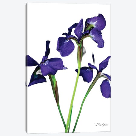 Purple Flame Canvas Print #MZG35} by Maz Ghani Canvas Artwork