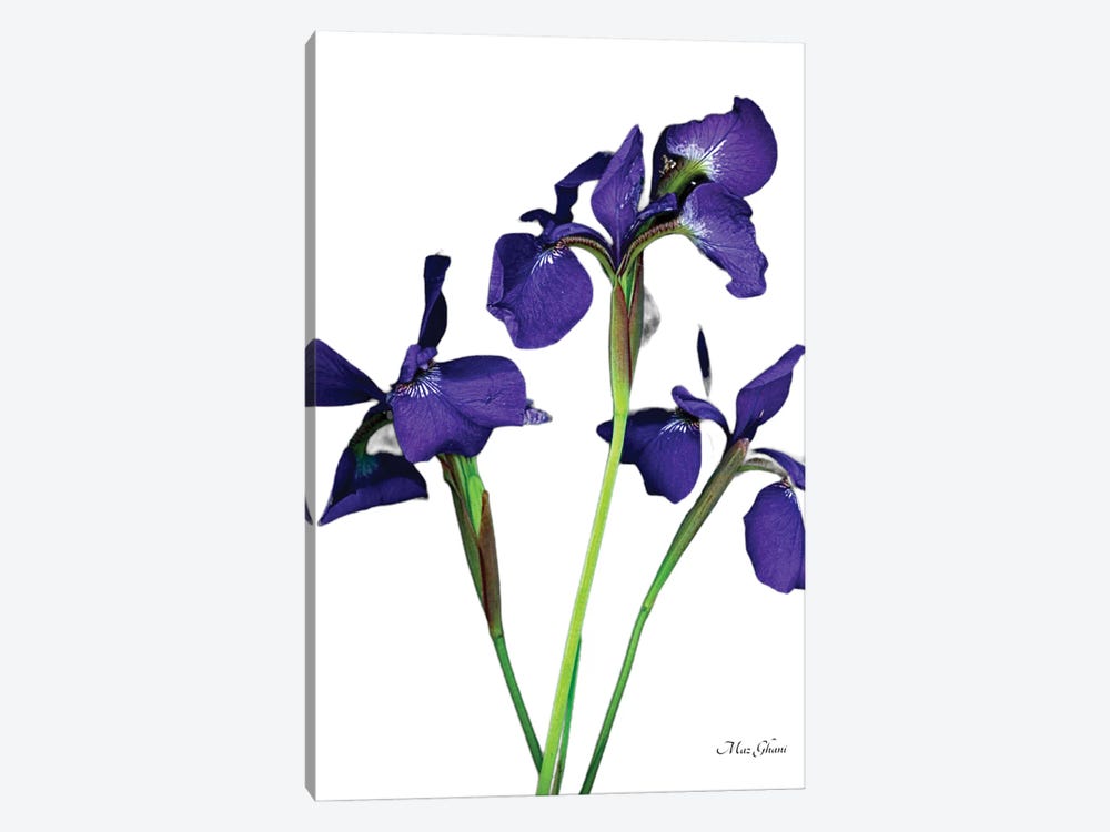 Purple Flame by Maz Ghani 1-piece Canvas Art Print
