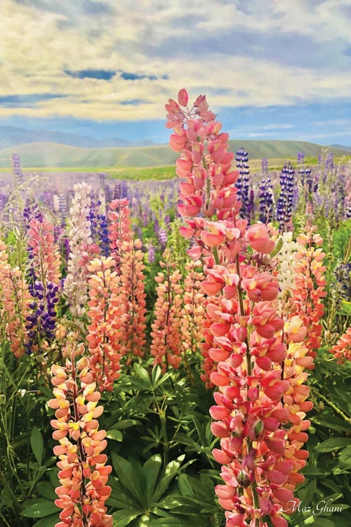 Lupines