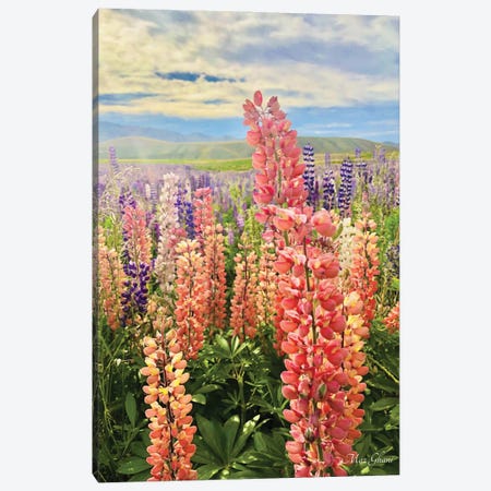Lupines Canvas Print #MZG7} by Maz Ghani Canvas Wall Art