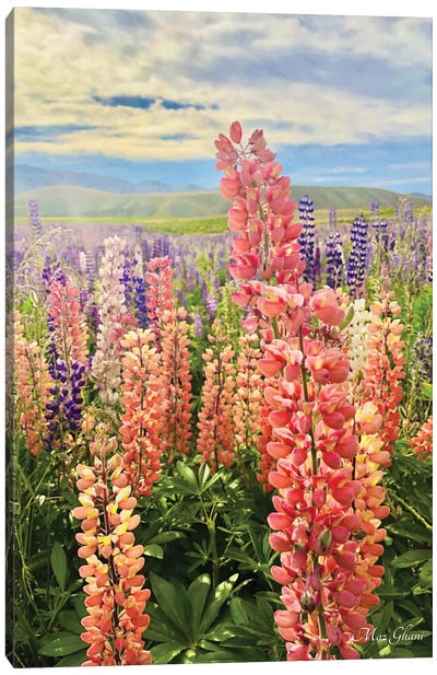 Lupines Canvas Art Print - Lupines