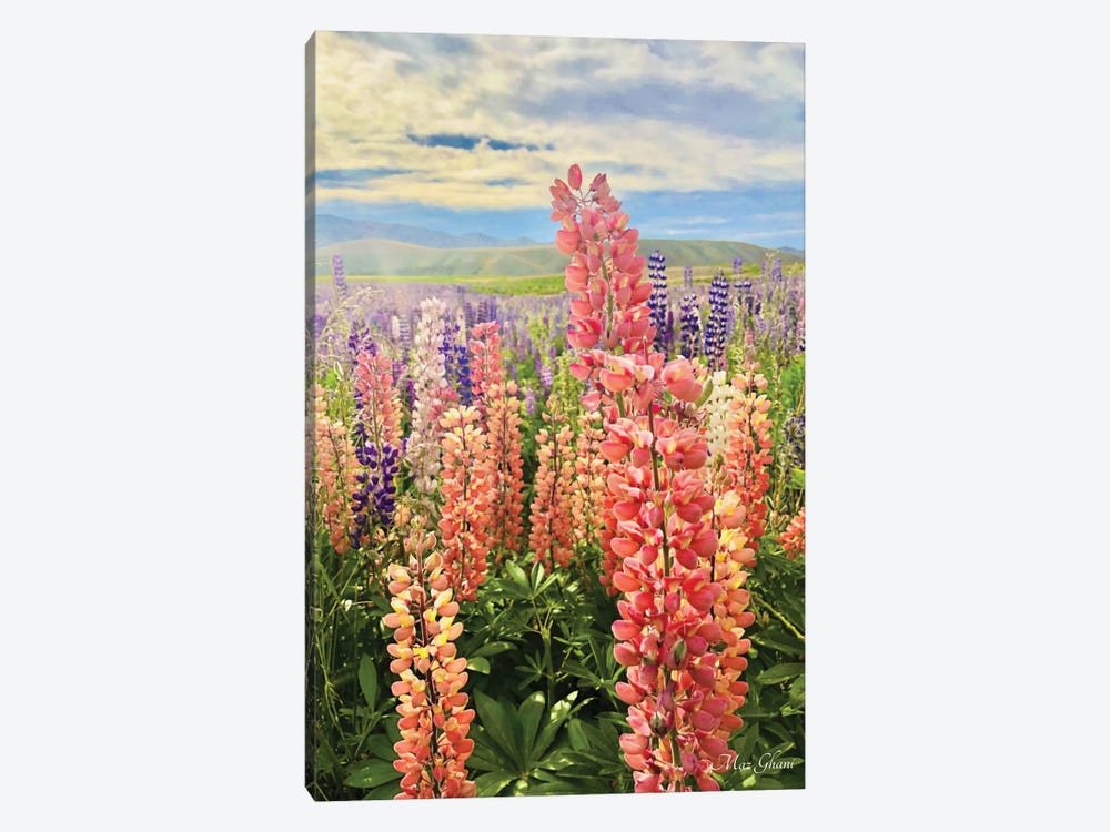 Lupines by Maz Ghani 1-piece Canvas Print