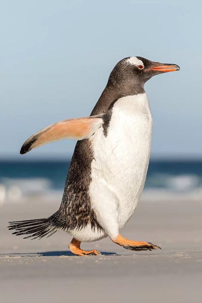 Gentoo Penguin Falkland Islands. Marching at evening to the colony I by Martin Zwick framed canvas print