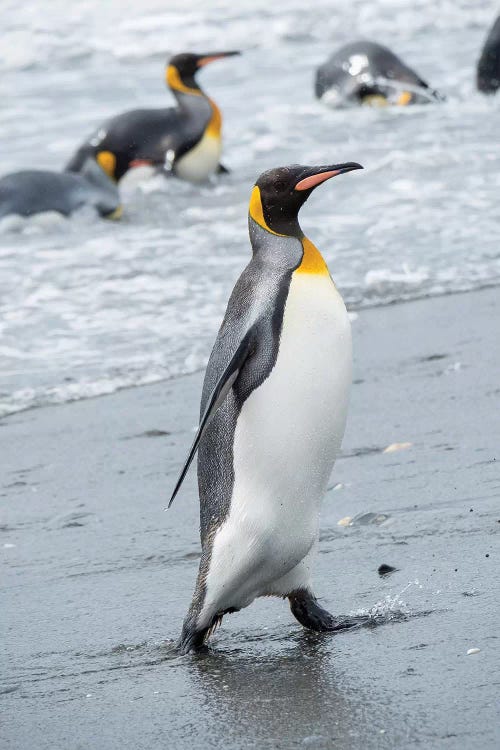 King Penguin rookery on Salisbury Plain in the Bay of Isles. South Georgia Island