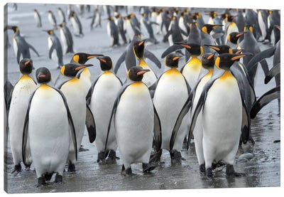 King Penguin rookery on Salisbury Plain in the Bay of Isles. South Georgia Island Canvas Art Print - Famous Palaces & Residences
