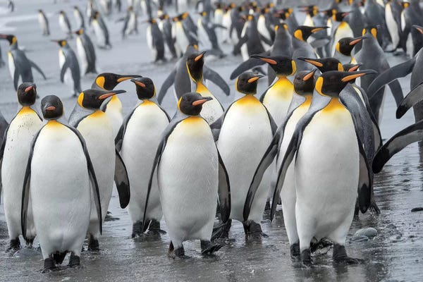 Famous Palaces & Residences: King Penguin rookery on Salisbury Plain in the Bay of Isles. South Georgia Island by Martin Zwick
