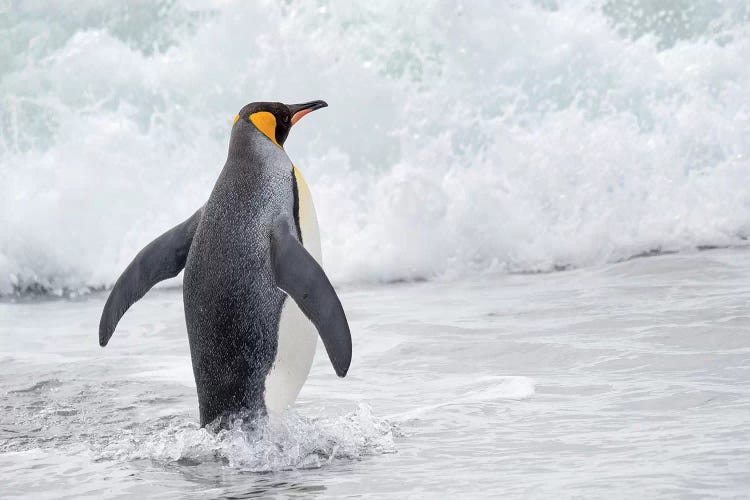 King Penguin rookery on Salisbury Plain in the Bay of Isles. South Georgia Island