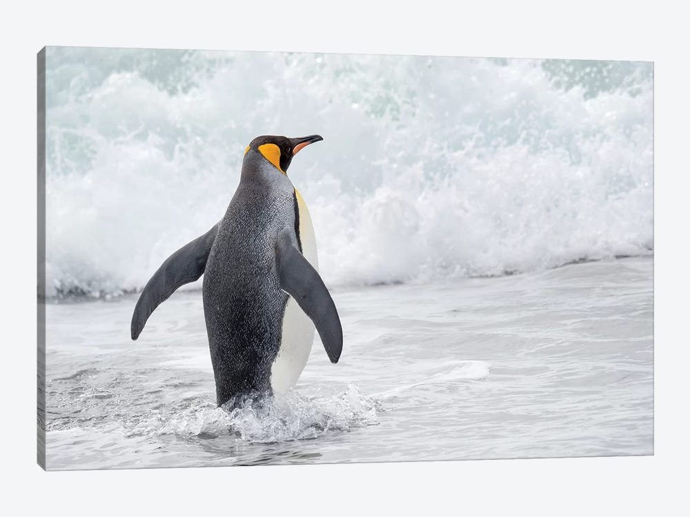 King Penguin rookery on Salisbury Plain in the Bay of Isles. South Georgia Island by Martin Zwick 1-piece Canvas Print