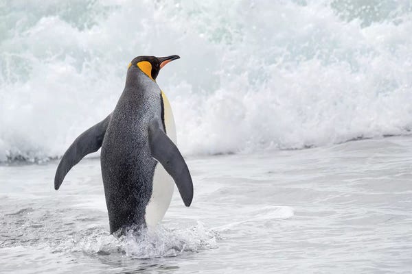Ancient Wonders: King Penguin rookery on Salisbury Plain in the Bay of Isles. South Georgia Island by Martin Zwick