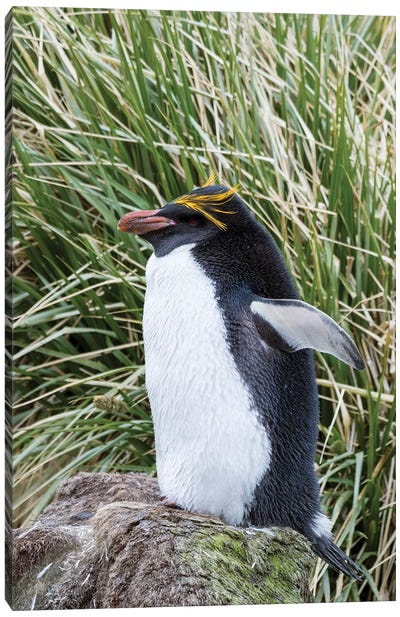 Macaroni Penguin standing in colony in typical dense Tussock Grass. Canvas Art Print - Martin Zwick