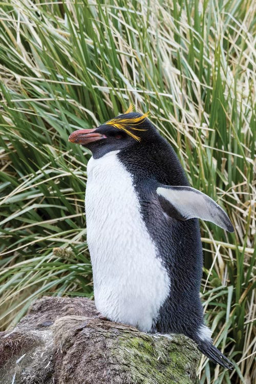 Macaroni Penguin standing in colony in typical dense Tussock Grass.