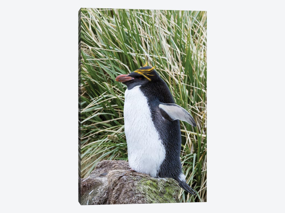 Macaroni Penguin standing in colony in typical dense Tussock Grass. by Martin Zwick 1-piece Art Print