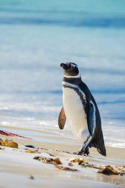 Martin Zwick: Magellanic Penguin at beach, Falkland Islands by Martin Zwick