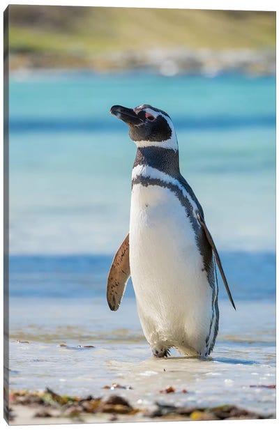 Magellanic Penguin at beach, Falkland Islands Canvas Art Print - South America Art