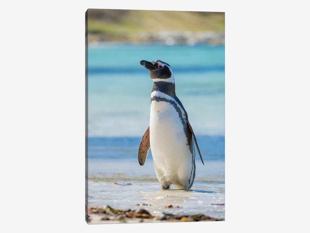 Magellanic Penguin at beach, Falkland Islands by Martin Zwick 1-piece Art Print