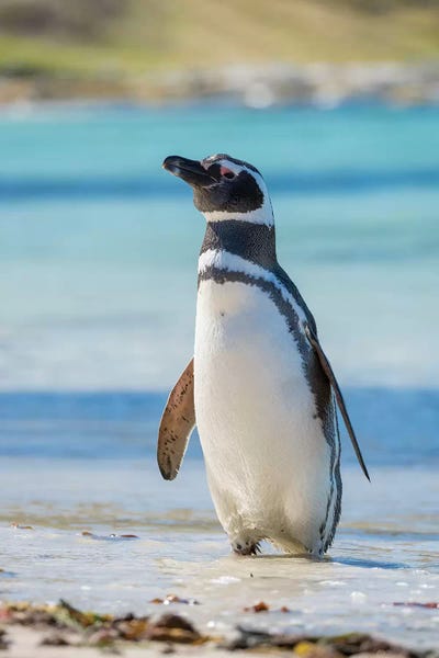 Penguins: Magellanic Penguin at beach, Falkland Islands by Martin Zwick