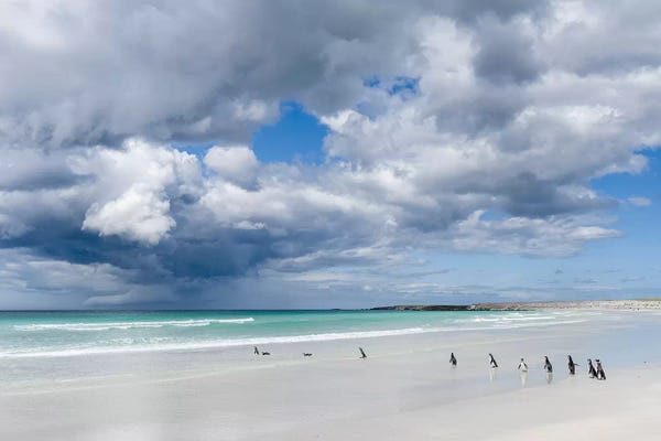 Penguins: Magellanic Penguin at beach, Falkland Islands. by Martin Zwick