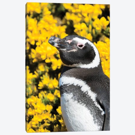 Magellanic Penguin at burrow in front of yellow flowering gorse, Falkland Islands Canvas Print #MZW108} by Martin Zwick Canvas Art Print