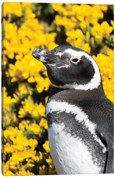Magellanic Penguin at burrow in front of yellow flowering gorse, Falkland Islands Canvas Art Print - Martin Zwick