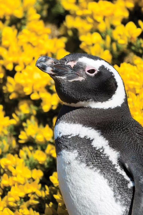 Magellanic Penguin at burrow in front of yellow flowering gorse, Falkland Islands