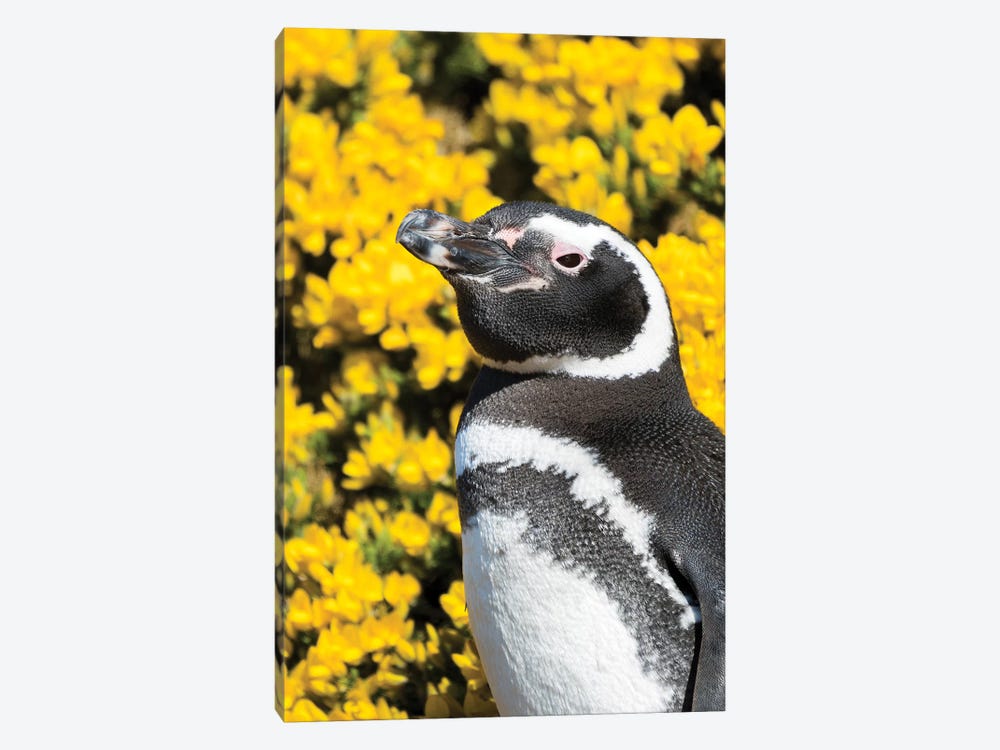 Magellanic Penguin at burrow in front of yellow flowering gorse, Falkland Islands by Martin Zwick 1-piece Art Print