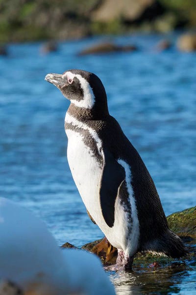 Magellanic Penguin At Rocky Shore Falkland Islands Portrait