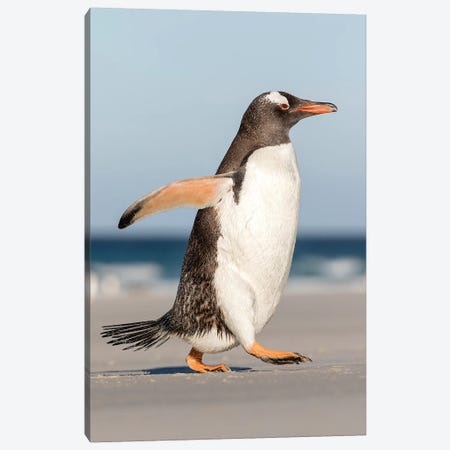 Gentoo Penguin Falkland Islands. Marching at evening to the colony I Canvas Print #MZW10} by Martin Zwick Canvas Art Print