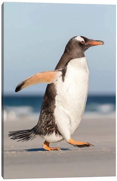Gentoo Penguin Falkland Islands. Marching at evening to the colony I Canvas Art Print - Penguin Art