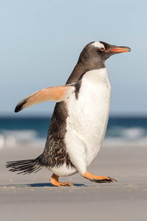 Gentoo Penguin Falkland Islands. Marching at evening to the colony I