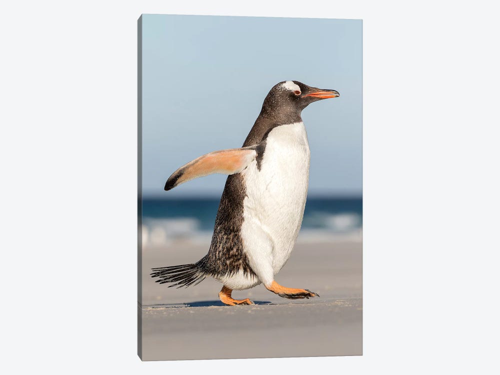 Gentoo Penguin Falkland Islands. Marching at evening to the colony I by Martin Zwick 1-piece Canvas Print