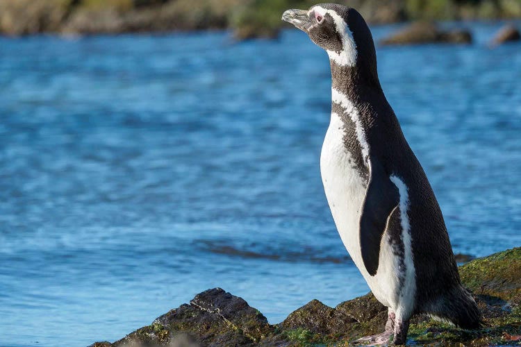 Magellanic Penguin at rocky shore, Falkland Islands