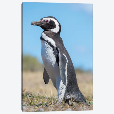 Magellanic Penguin in colony in Valdes, Patagonia, Argentina, Valdes Canvas Print #MZW111} by Martin Zwick Canvas Wall Art
