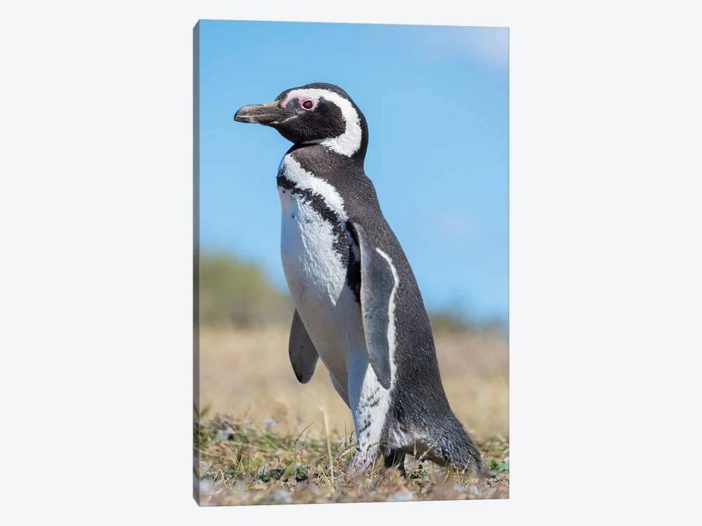 Magellanic Penguin in colony in Valdes, Patagonia, Argentina, Valdes by Martin Zwick 1-piece Canvas Print