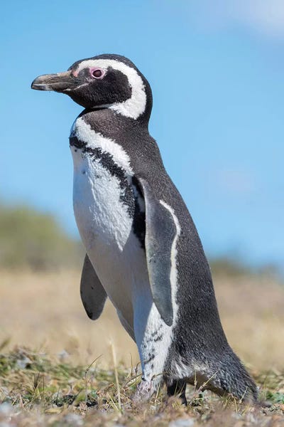 Argentina: Magellanic Penguin in colony in Valdes, Patagonia, Argentina, Valdes by Martin Zwick