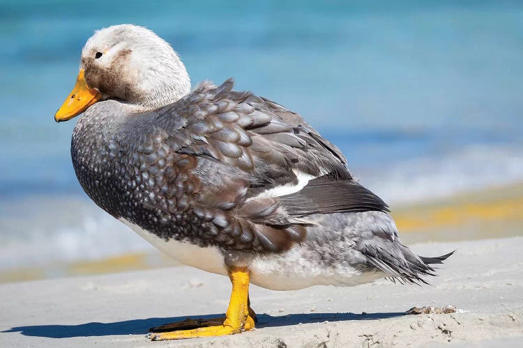 Male Falkland flightless Steamer duck (Tachyeres brachypterus) endemic to the Falkland Islands.