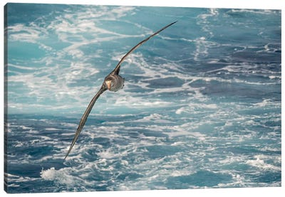 Northern Giant Petrel or Hall's Giant Petrel soaring over the waves of the South Atlantic Canvas Art Print - Martin Zwick